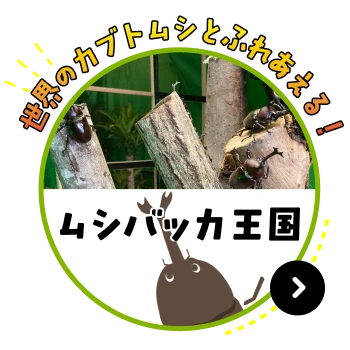 世界のカブトムシとふれあえる！ムシバッカ王国