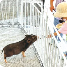 えさやり体験の写真