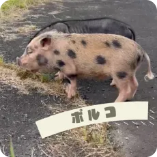 ポルコ