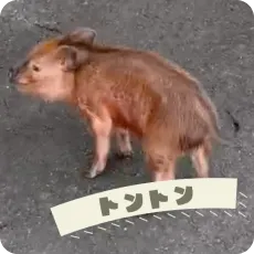 トントン