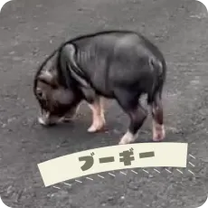 ブーギー