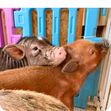 のっからないで！
