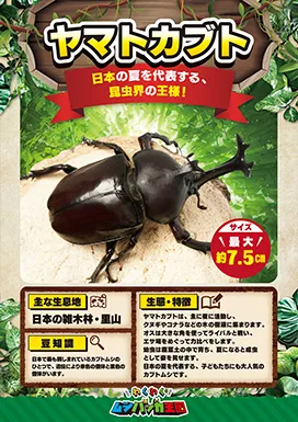 ヤマトカブトの昆虫紹介カード