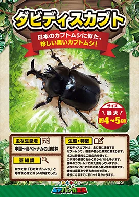 ダビディスカブトの昆虫紹介カード