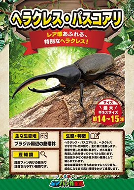ヘラクレス・パスコアリの昆虫紹介カード