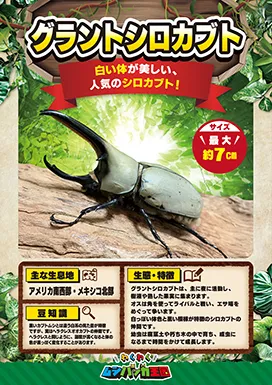 グラントシロカブトの昆虫紹介カード