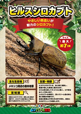 ヒルスシロカブトの昆虫紹介カード