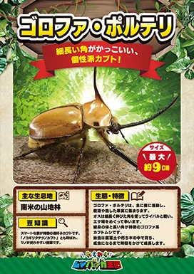 ゴロファ・ポルテリの昆虫紹介カード