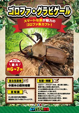 ゴロファ・グラビゲールの昆虫紹介カード
