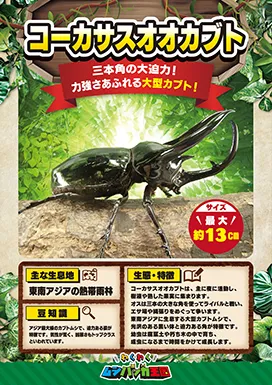 コーカサスオオカブトの昆虫紹介カード