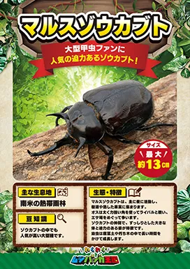 マルスゾウカブトの昆虫紹介カード