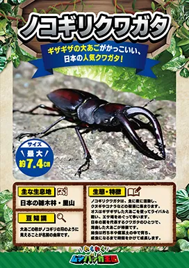 ノコギリクワガタの昆虫紹介カード