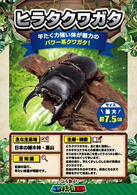ヒラタクワガタの昆虫紹介カード