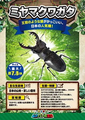 ミヤマクワガタの昆虫紹介カード