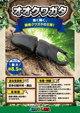 オオクワガタの昆虫紹介カード