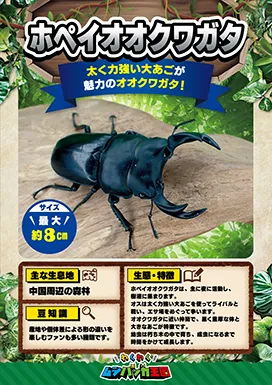 ホペイオオクワガタの昆虫紹介カード