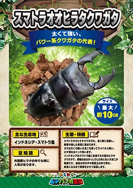 スマトラオオヒラタクワガタの昆虫紹介カード
