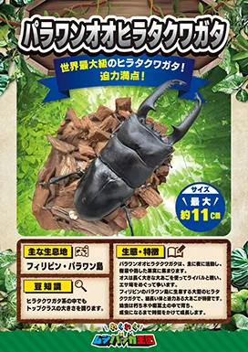 パラワンオオヒラタクワガタの昆虫紹介カード