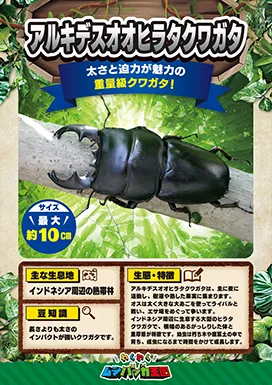 アルキデスオオヒラタクワガタの昆虫紹介カード