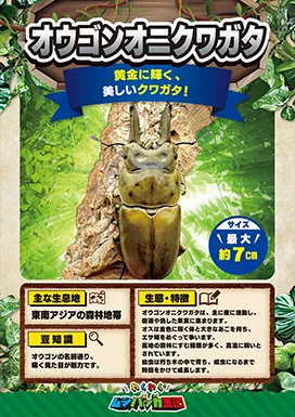 オウゴンオニクワガタの昆虫紹介カード