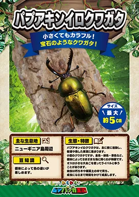パプアキンイロクワガタの昆虫紹介カード