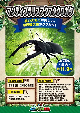マンディブラリスフタマタクワガタの昆虫紹介カード
