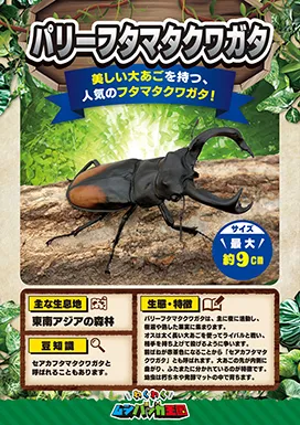 パリーフタマタクワガタの昆虫紹介カード
