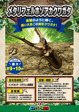 メタリフェルホソアカクワガタの昆虫紹介カード