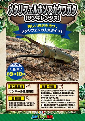 メタリフェルホソアカクワガタ（サンギレンシス）の昆虫紹介カード