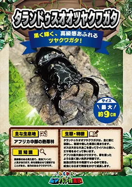 タランドゥスオオツヤクワガタの昆虫紹介カード