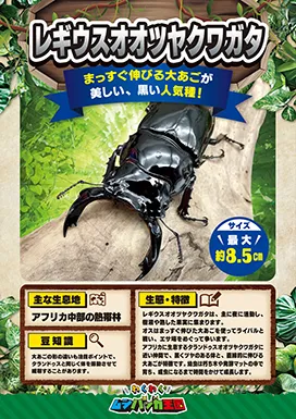 レギウスオオツヤクワガタの昆虫紹介カード