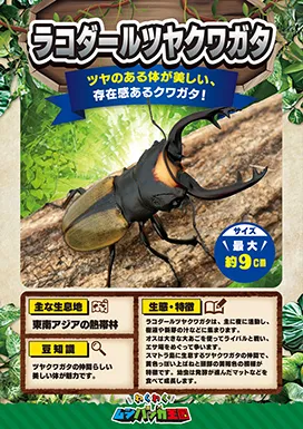 ラコダールツヤクワガタの昆虫紹介カード
