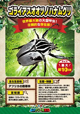 ゴライアスオオツノハナムグリの昆虫紹介カード