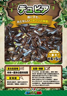デュビアの昆虫紹介カード
