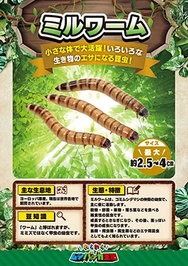 ミルワームの昆虫紹介カード