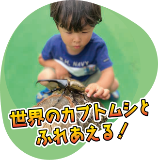 世界のカブトムシとふれあえる！